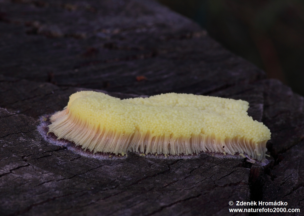 pazderek hnědý, Stemonitis fusca (Houby, Fungi)